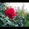 charming__rose